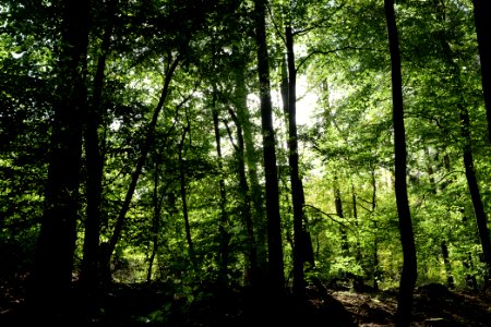 Dannenrod Forest 2020-10-04 21