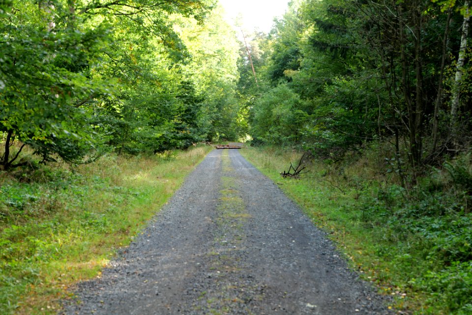 Dannenrod Forest 2020-10-04 04
