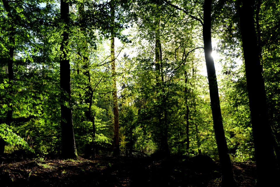 Dannenrod Forest 2020-10-04 14