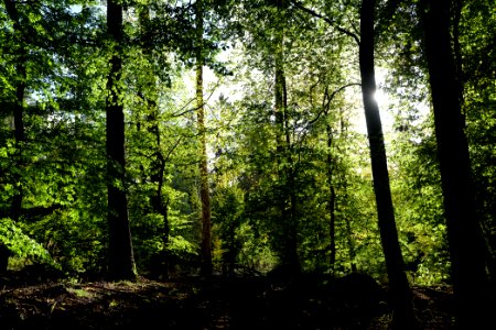 Dannenrod Forest 2020-10-04 14