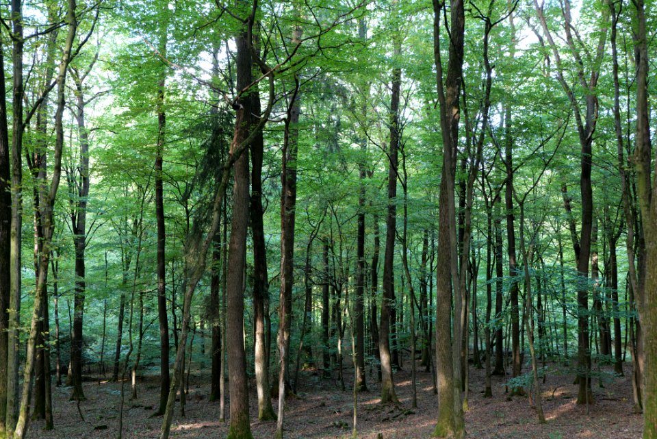 Dannenrod Forest 2020-10-04 10