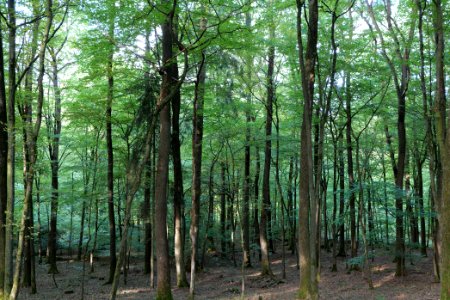 Dannenrod Forest 2020-10-04 10