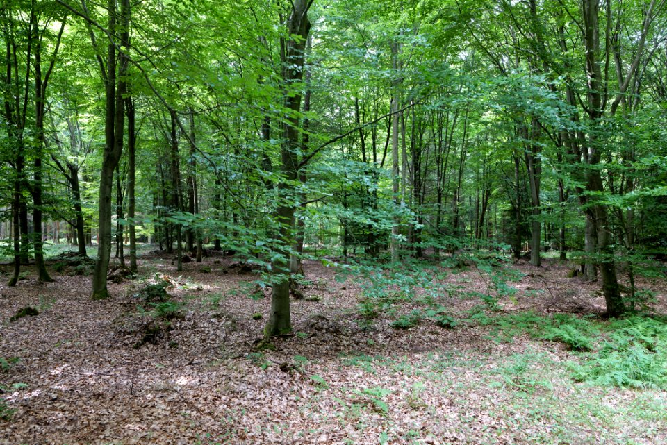 Dannenrod Forest 2020-08-21 59