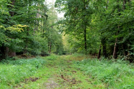 Dannenrod Forest 2020-10-04 76