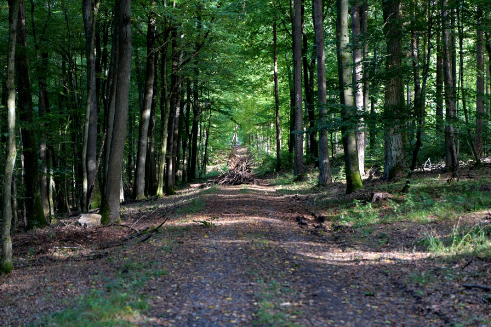 Dannenrod Forest 2020-10-04 07