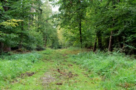 Dannenrod Forest 2020-10-04 74