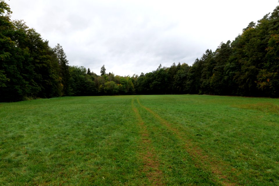 Dannenrod forest 2020-10-08 22