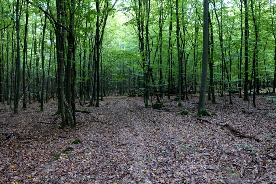 Dannenrod Forest 2020-10-04 62