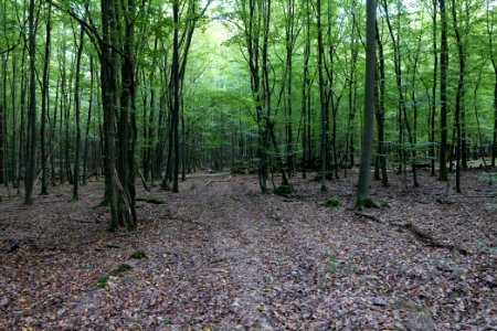 Dannenrod Forest 2020-10-04 62