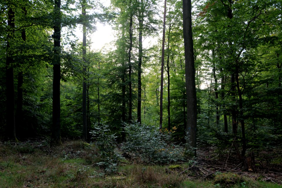 Dannenrod Forest 2020-10-04 65