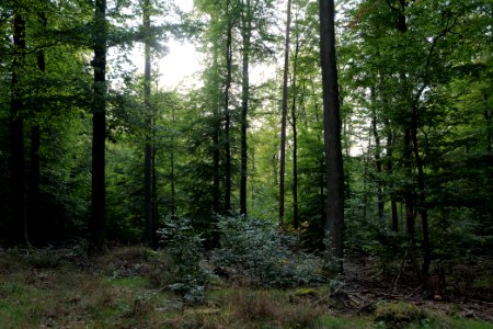 Dannenrod Forest 2020-10-04 65