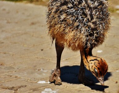 Cute funny animal