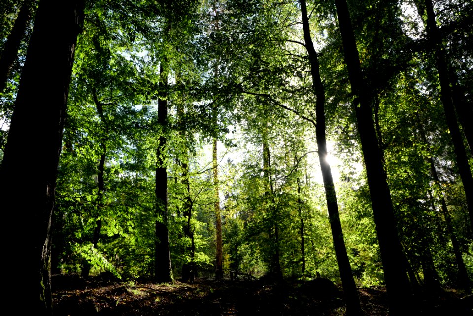 Dannenrod Forest 2020-10-04 17
