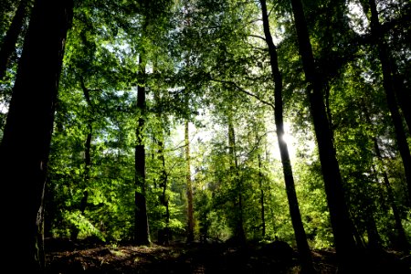 Dannenrod Forest 2020-10-04 17