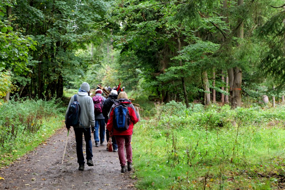 Dannenrod Forest forestwalk 2020-10-04 27