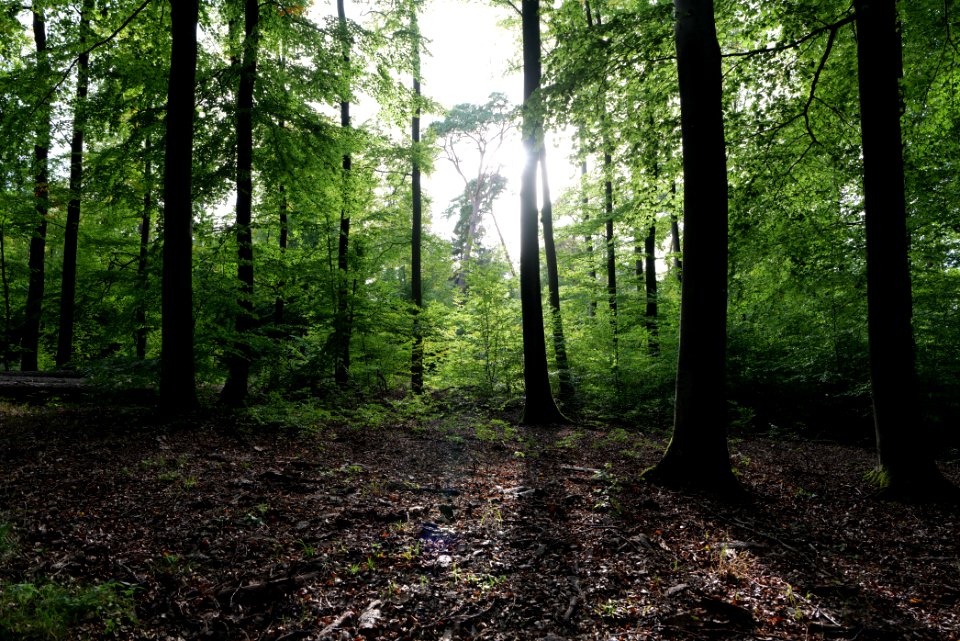 Dannenrod Forest 2020-10-04 71