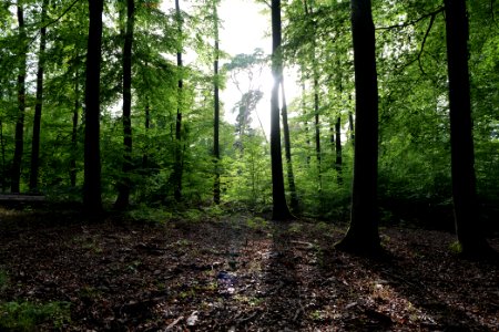 Dannenrod Forest 2020-10-04 71