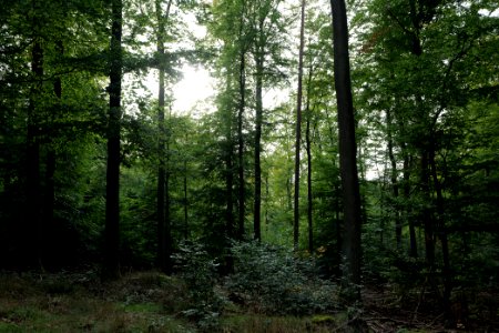 Dannenrod Forest 2020-10-04 66