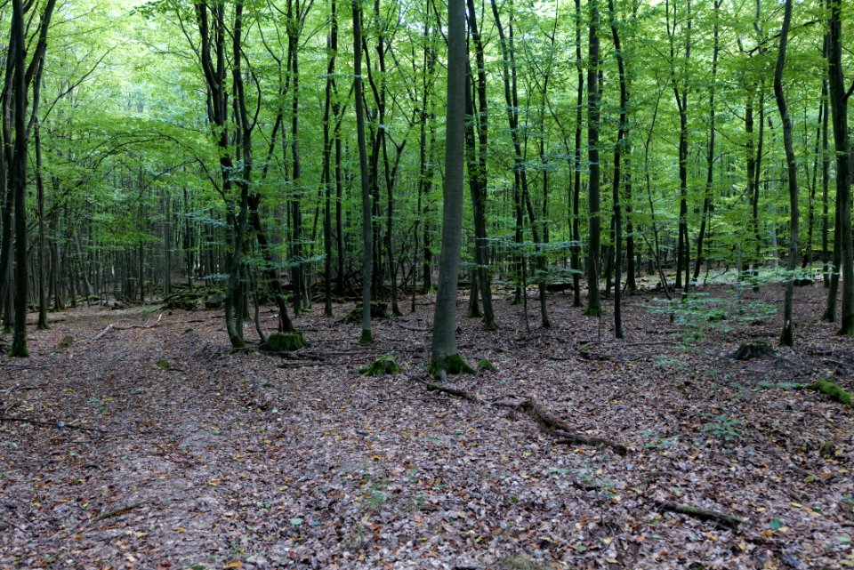Dannenrod Forest 2020-10-04 64