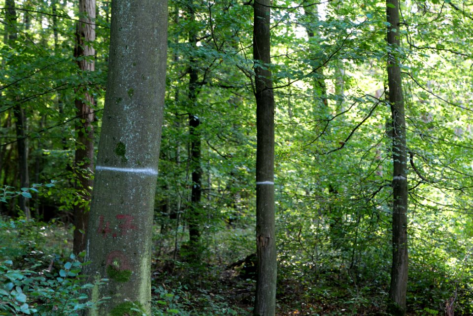 Dannenrod Forest 2020-10-04 23