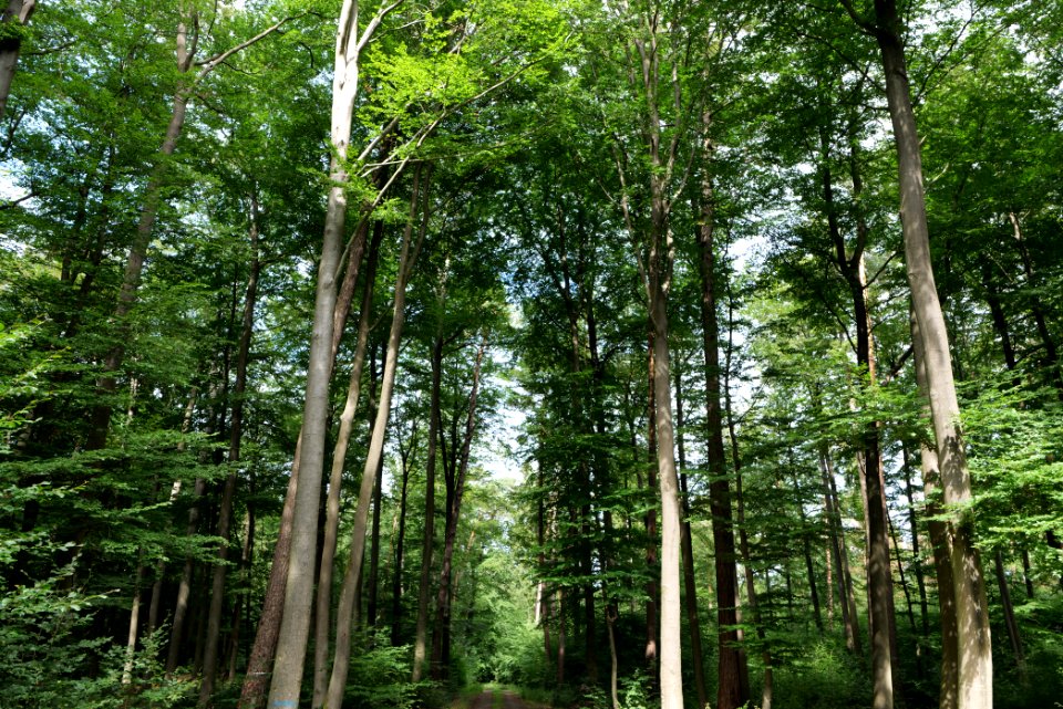 Dannenrod Forest 2020-08-21 64