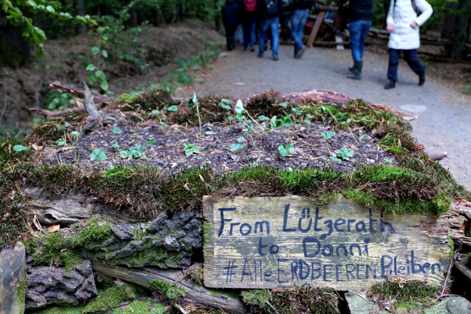 Dannenrod Forest forestwalk 2020-10-04 03