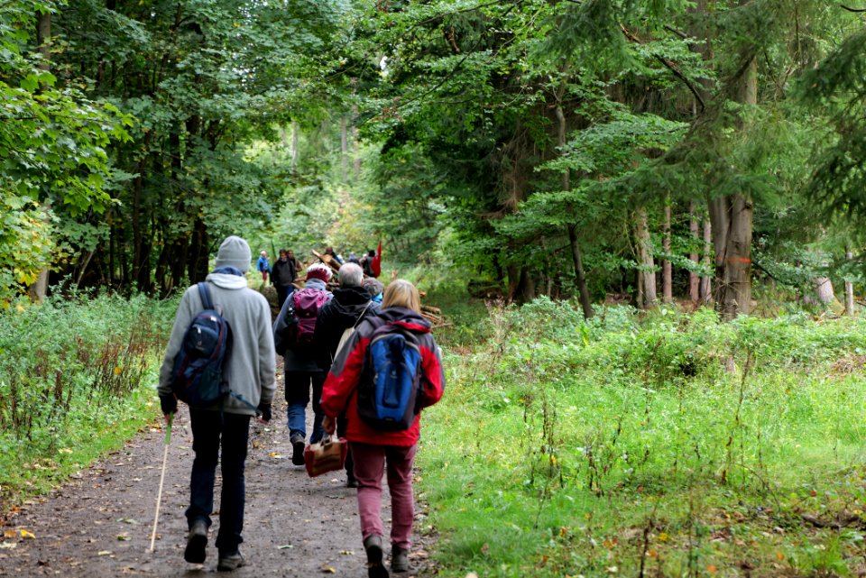 Dannenrod Forest forestwalk 2020-10-04 26