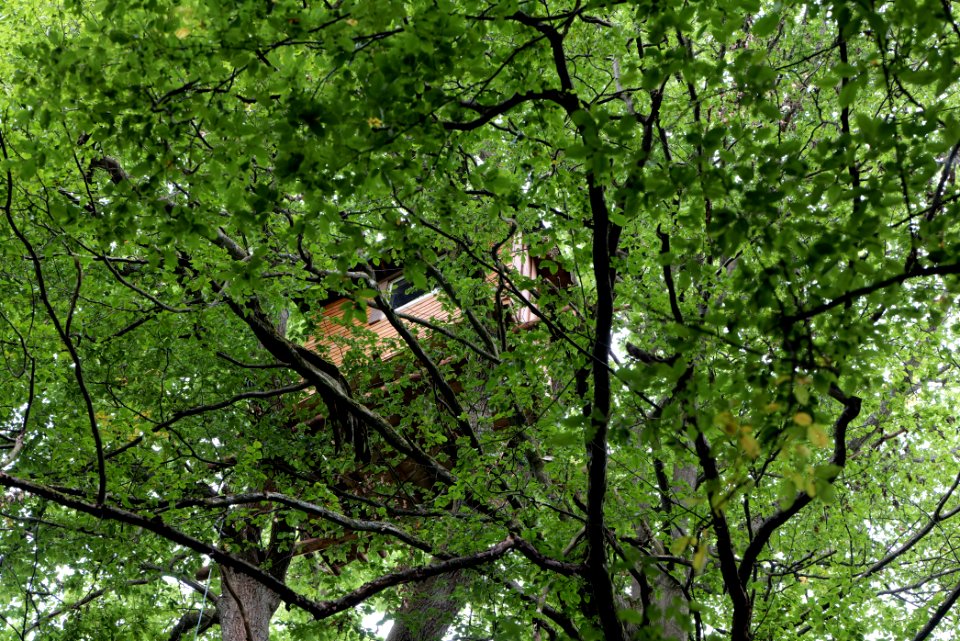 Dannenrode forest occupation 2020-08-21 89