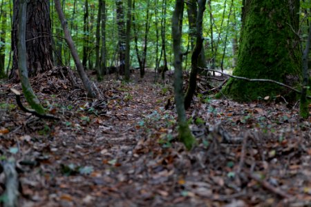 Dannenrod forest 2020-10-08 01