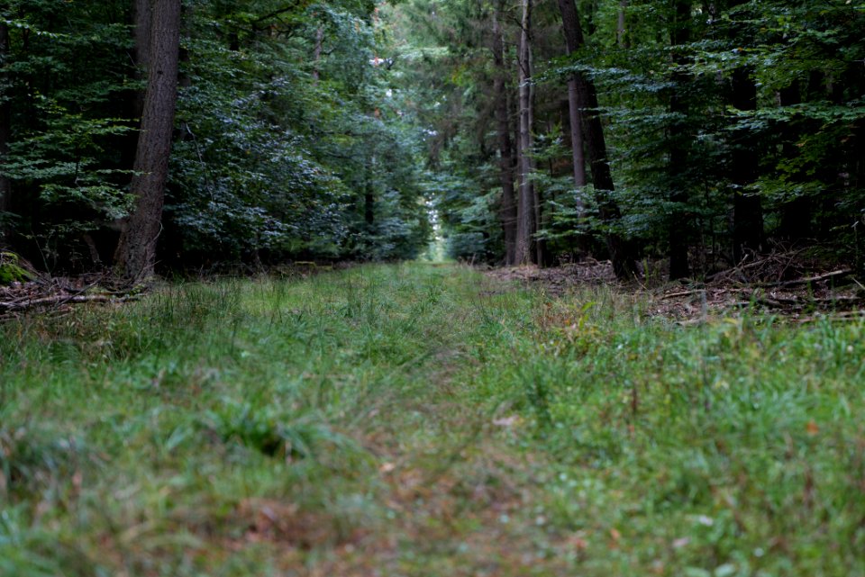 Dannenrod forest 2020-10-08 20