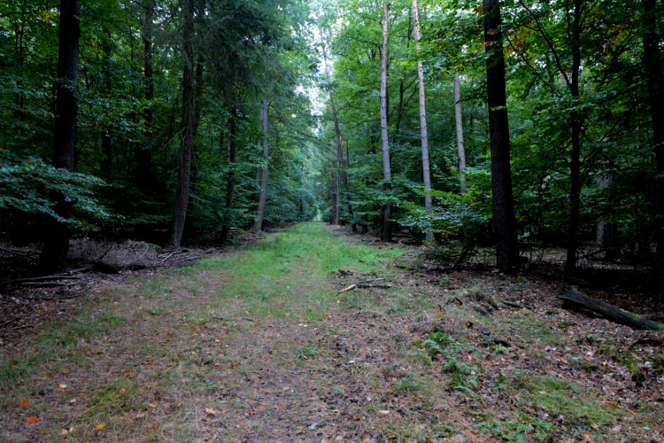 Dannenrod forest 2020-10-08 15