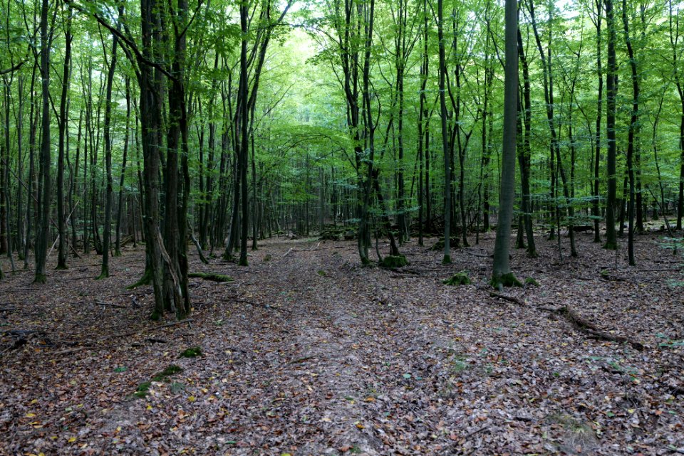 Dannenrod Forest 2020-10-04 61