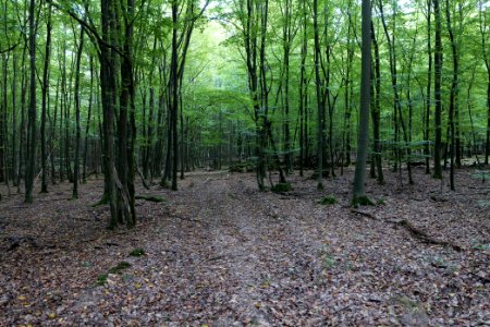 Dannenrod Forest 2020-10-04 61