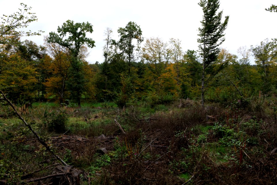 Dannenrod forest 2020-10-08 11