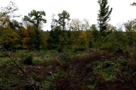Dannenrod forest 2020-10-08 11