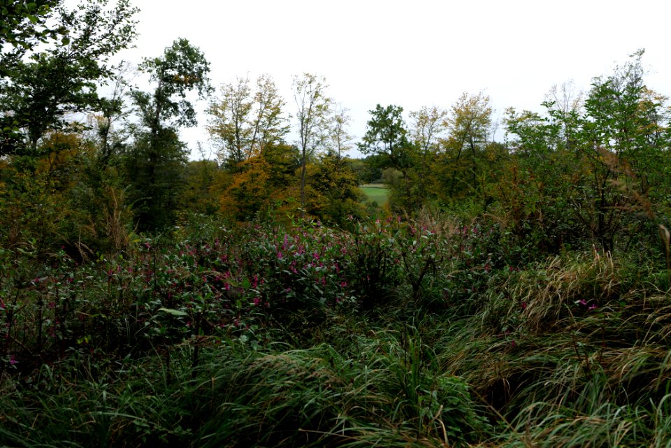 Dannenrod forest 2020-10-08 08