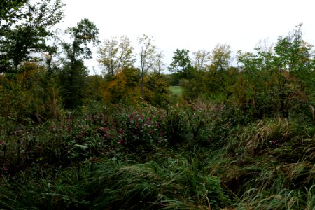 Dannenrod forest 2020-10-08 08