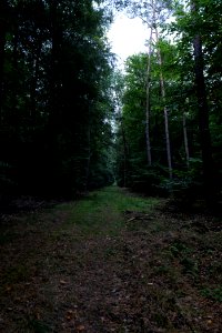 Dannenrod forest 2020-10-08 17