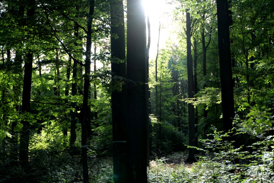 Dannenrod Forest 2020-10-04 40
