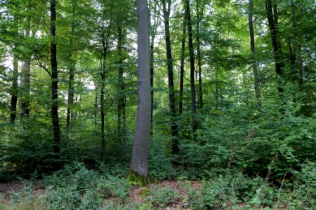 Dannenrod Forest 2020-10-04 56