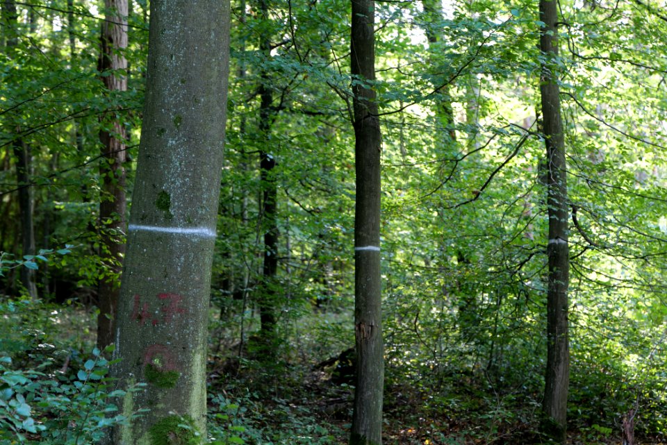 Dannenrod Forest 2020-10-04 24
