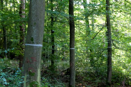 Dannenrod Forest 2020-10-04 24