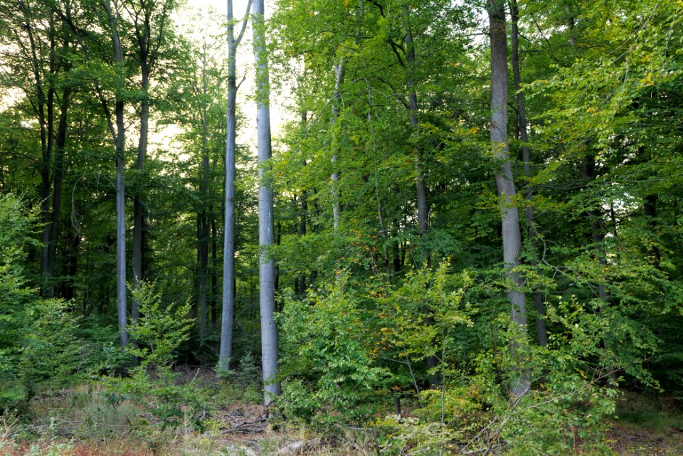 Dannenrod Forest 2020-10-04 53