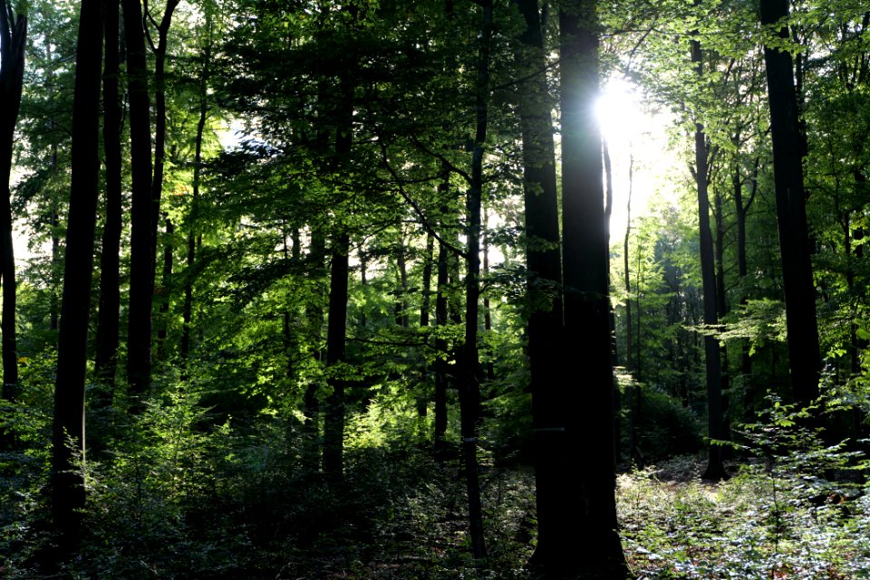 Dannenrod Forest 2020-10-04 41