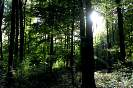 Dannenrod Forest 2020-10-04 41