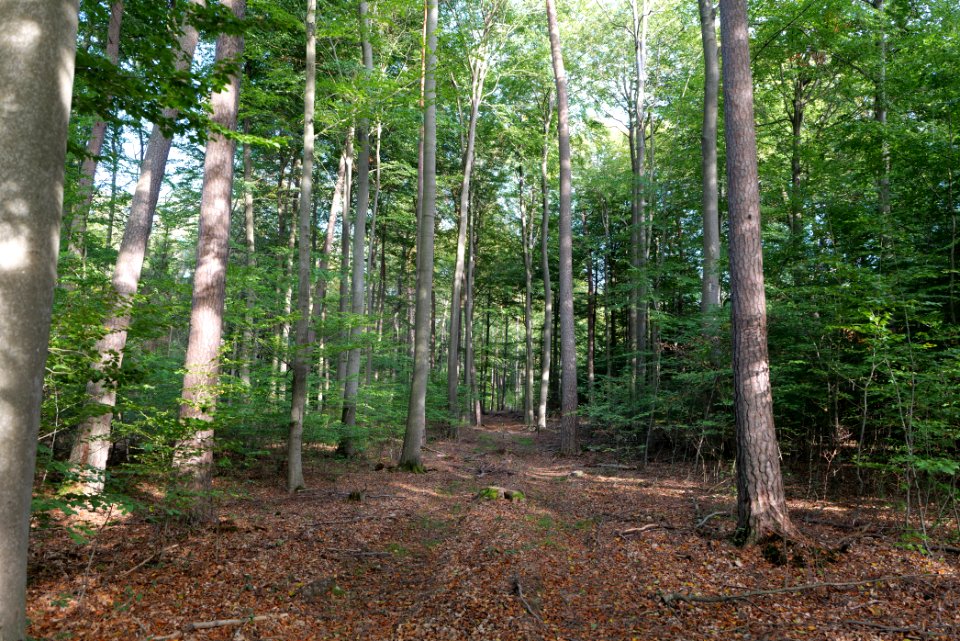 Dannenrod Forest 2020-10-04 50