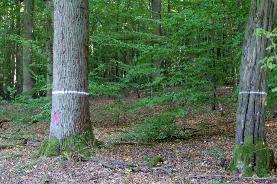 Dannenrod Forest 2020-10-04 25