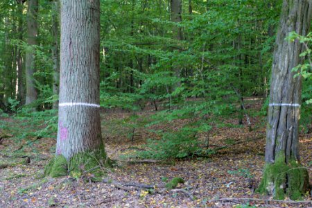 Dannenrod Forest 2020-10-04 25