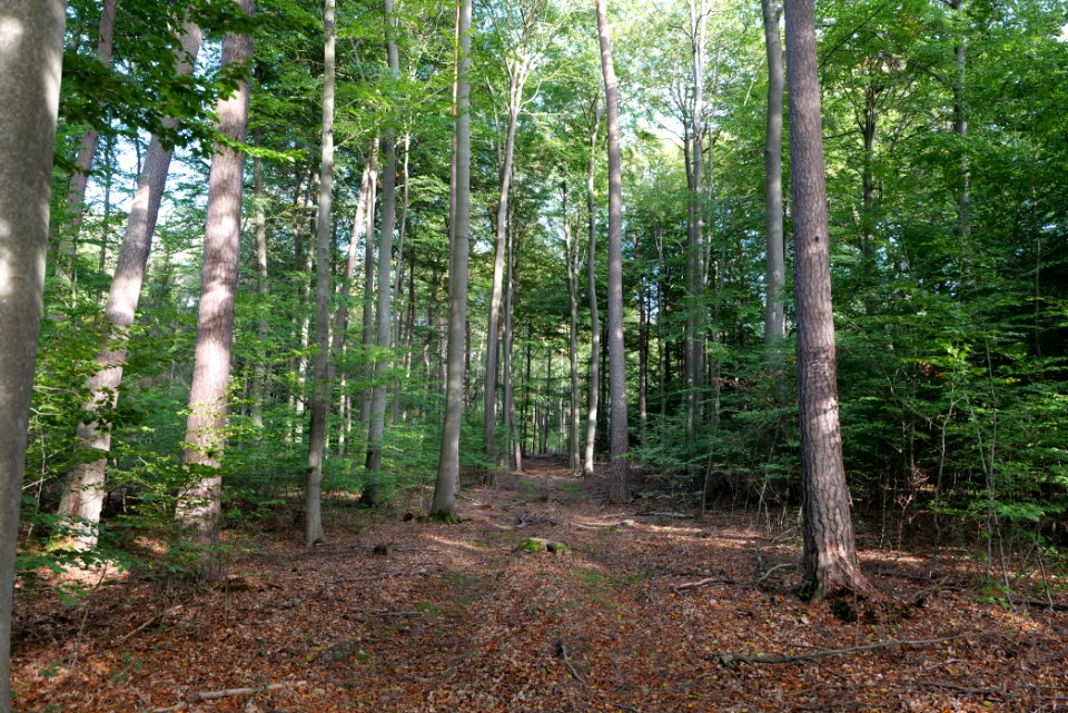 Dannenrod Forest 2020-10-04 51