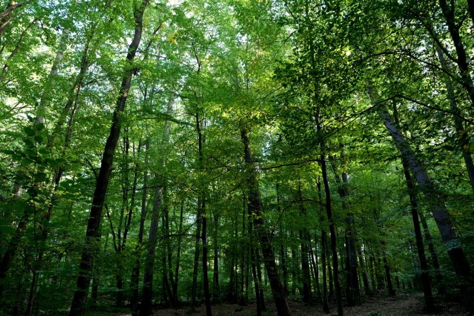 Dannenrod Forest 2020-10-04 30